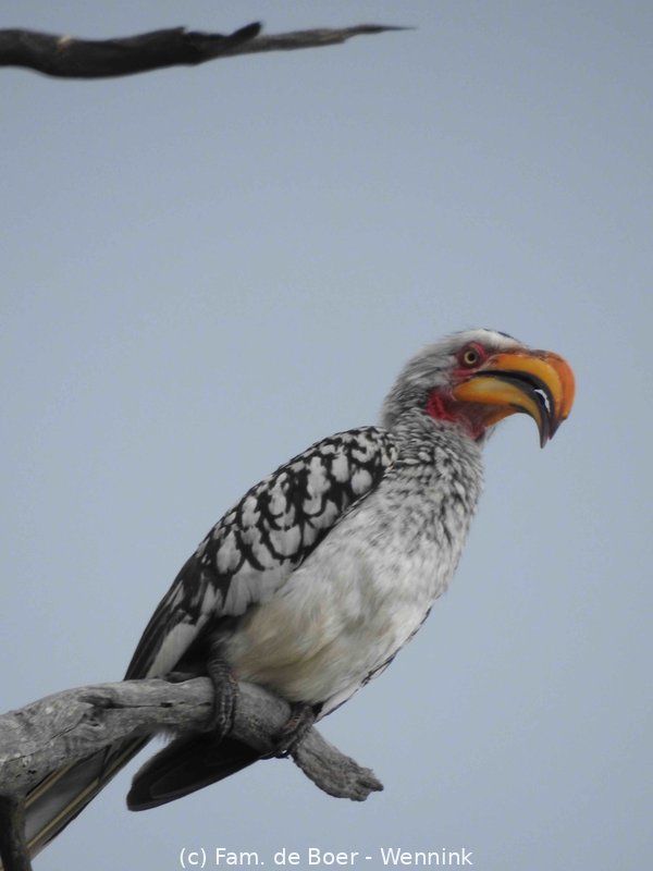 191122_110318-17 Geelbek neushoornvogel.JPG